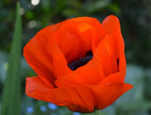 poppy
