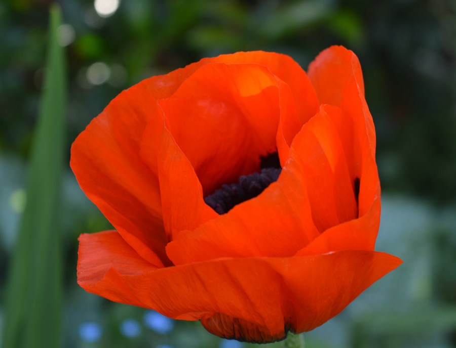 poppy