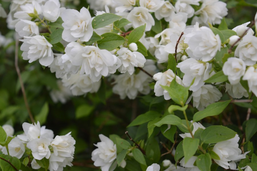 Philadelphus Belle Etoile