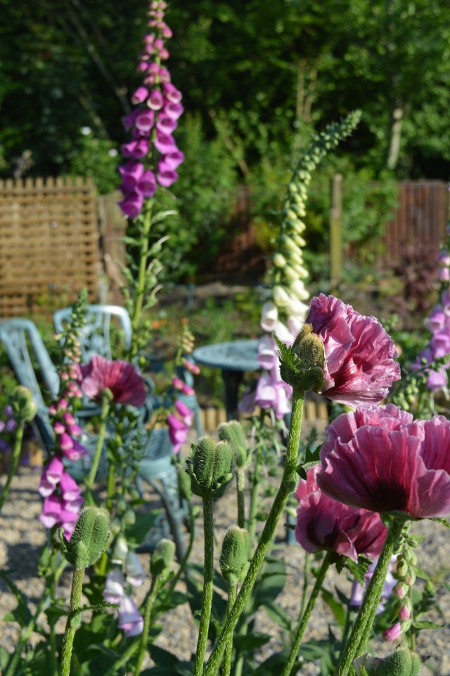 English summer garden