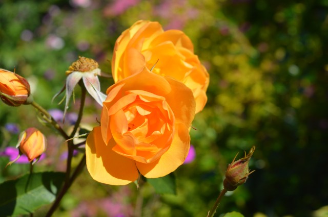 Buttercup Rose