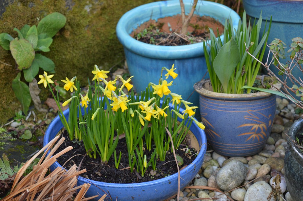 Daffodils